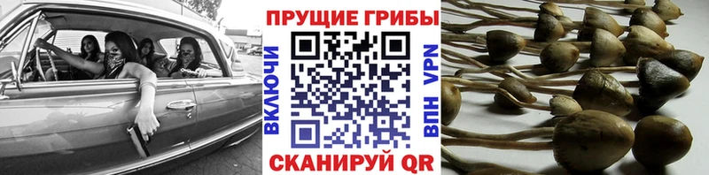 Псилоцибиновые грибы Cubensis  Иннополис 